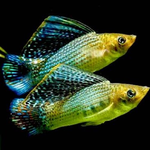 Poecilia velifera green - Segelkärpfling grün L